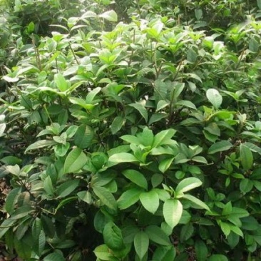 嫁接桂花树