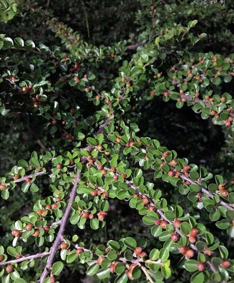 林木种子平枝荀子种子铺地蜈蚣荀子籽平枝栒子树种籽