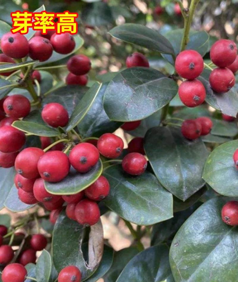 林木种子平枝荀子种子铺地蜈蚣荀子籽平枝栒子树种籽