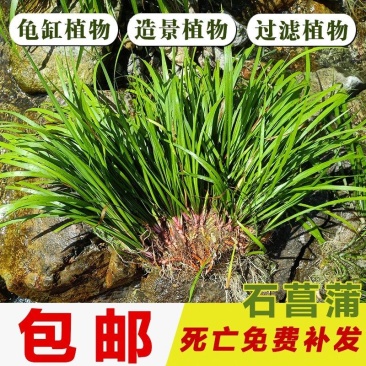 石菖蒲附石龙根菖蒲草水培盆景植物龟缸养鱼室内外微景观庭！