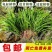 石菖蒲附石龙根菖蒲草水培盆景植物龟缸养鱼室内外微景观庭！
