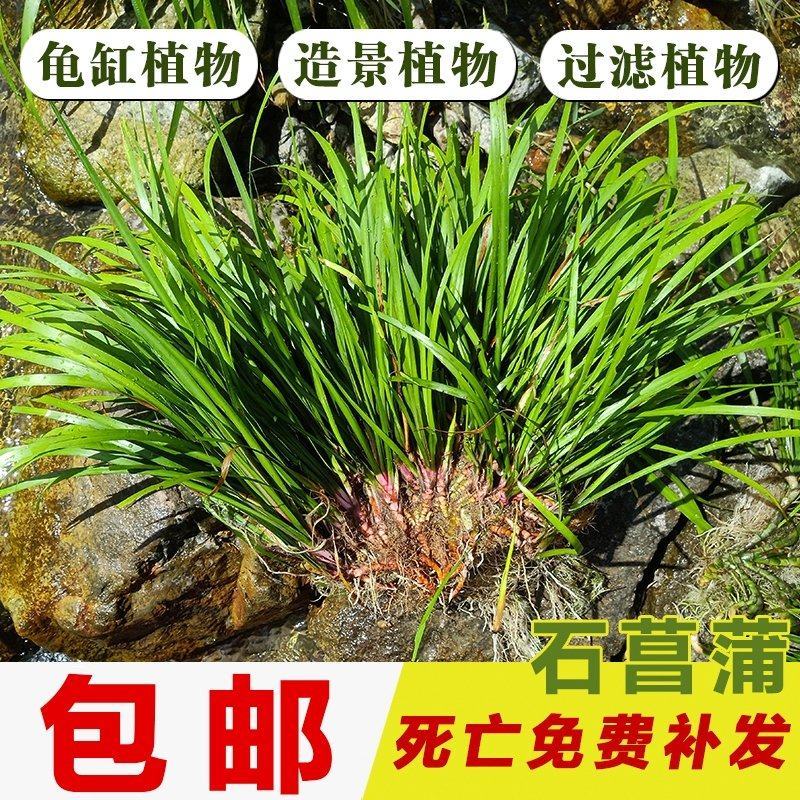石菖蒲附石龙根菖蒲草水培盆景植物龟缸养鱼室内外微景观庭！