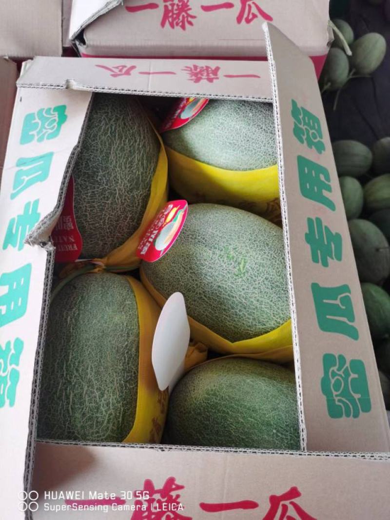 【实力】甘肃哈密瓜晓蜜25基地直供货源充足可视频看货