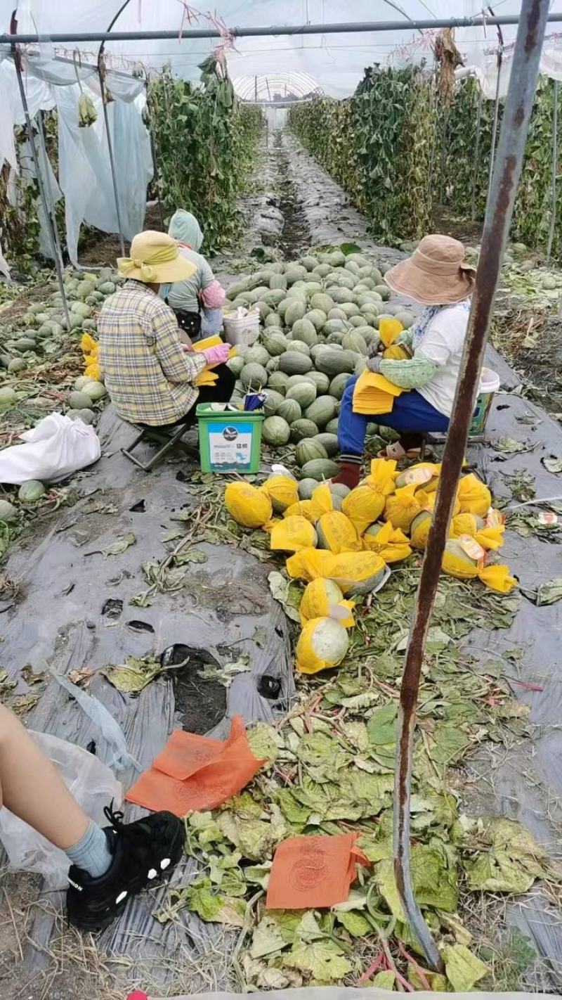【实力】甘肃哈密瓜晓蜜25基地直供货源充足可视频看货
