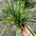石菖蒲附石龙根菖蒲草水培盆景植物龟缸养鱼室内外微景观庭！