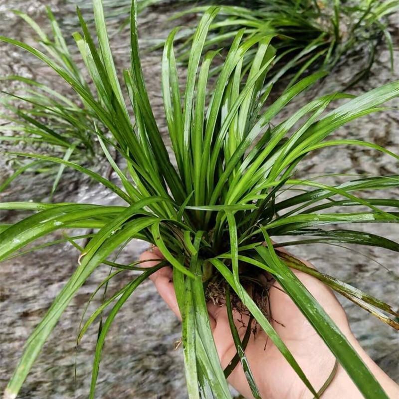 石菖蒲附石龙根菖蒲草水培盆景植物龟缸养鱼室内外微景观庭！