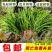 石菖蒲附石龙根菖蒲草水培盆景植物龟缸养鱼室内外微景观庭！