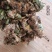 石菖蒲附石龙根菖蒲草水培盆景植物龟缸养鱼室内外微景观庭！