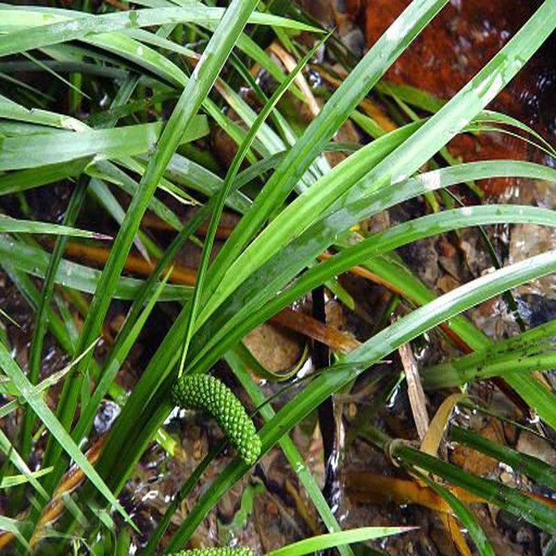 石菖蒲附石龙根菖蒲草水培盆景植物龟缸养鱼室内外微景观庭！