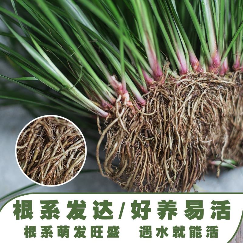石菖蒲附石龙根菖蒲草水培盆景植物龟缸养鱼室内外微景观庭！