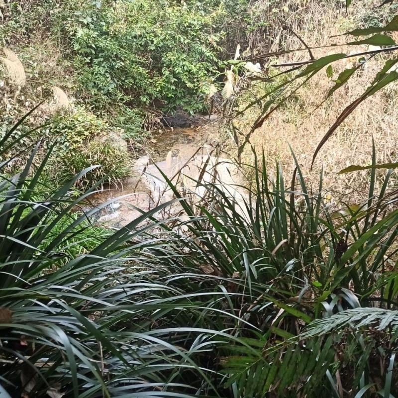 石菖蒲附石龙根菖蒲草水培盆景植物龟缸养鱼室内外微景观庭！