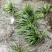 石菖蒲附石龙根菖蒲草水培盆景植物龟缸养鱼室内外微景观庭！