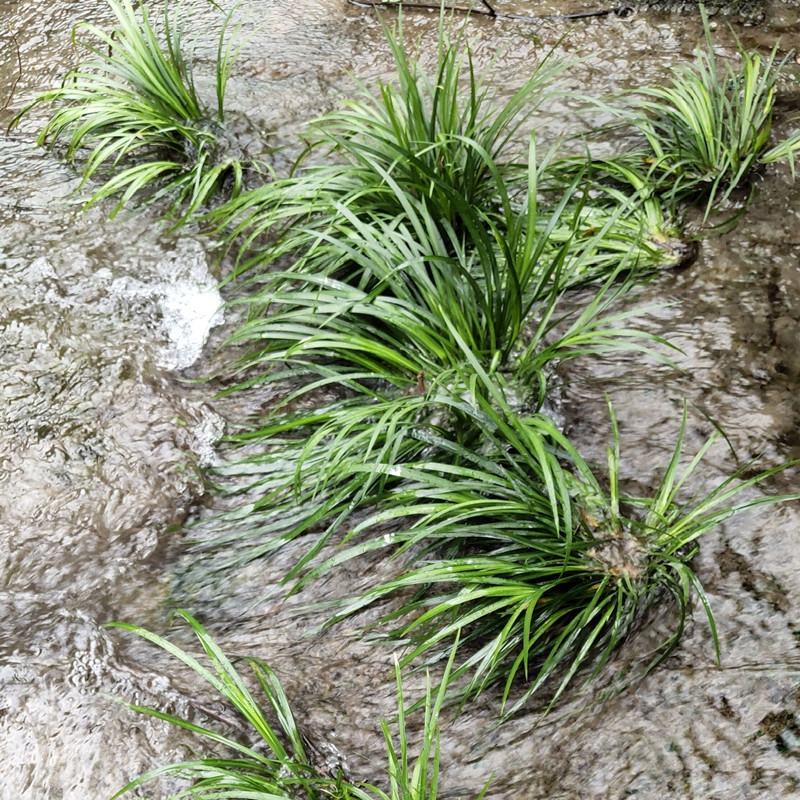 石菖蒲附石龙根菖蒲草水培盆景植物龟缸养鱼室内外微景观庭！
