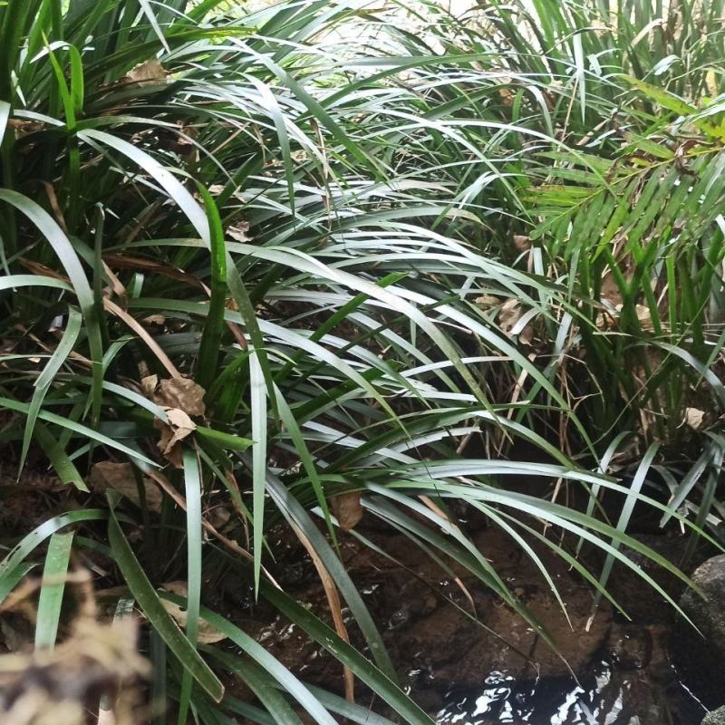 石菖蒲附石龙根菖蒲草水培盆景植物龟缸养鱼室内外微景观庭！