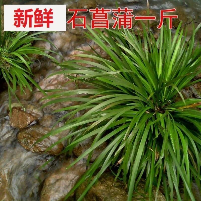 石菖蒲附石龙根菖蒲草水培盆景植物龟缸养鱼室内外微景观庭！
