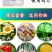 国光根宝套餐花卉蔬菜根腐病茎基腐病土壤消毒促生根叶面肥杀