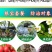 国光根宝套餐花卉蔬菜根腐病茎基腐病土壤消毒促生根叶面肥杀