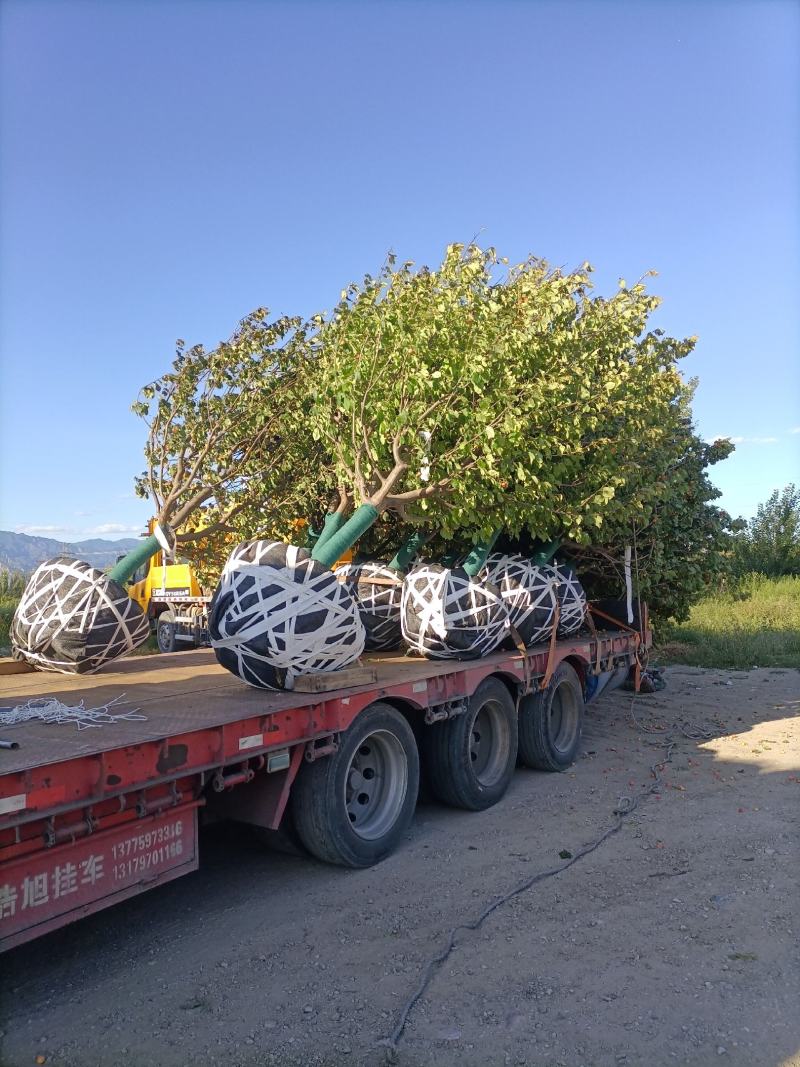 八棱海棠价格行情原产地八棱海棠树种植基地