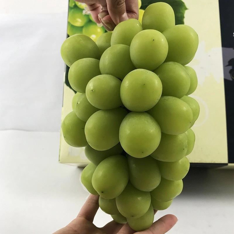 葡萄猕猴桃草莓樱桃蓝莓无花果生物增甜有机肥
