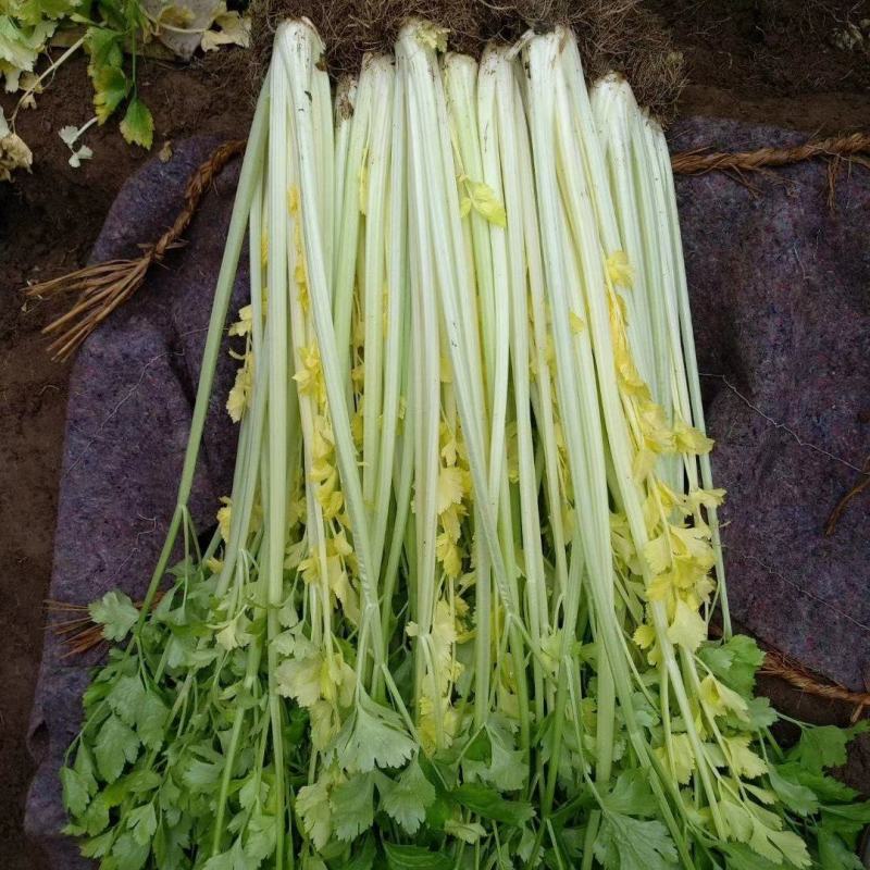 马家沟芹菜