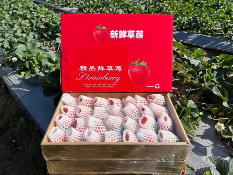 凉山州德昌县红颜露天草莓，专业代购，一件代发，欢迎考察