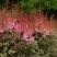 落新妇种子进口耐阴花卉多年生宿根庭院花园花境植物络新妇种