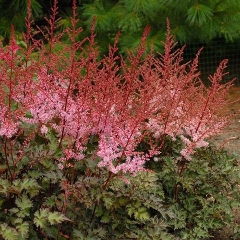 落新妇种子进口耐阴花卉多年生宿根庭院花园花境植物络新妇种