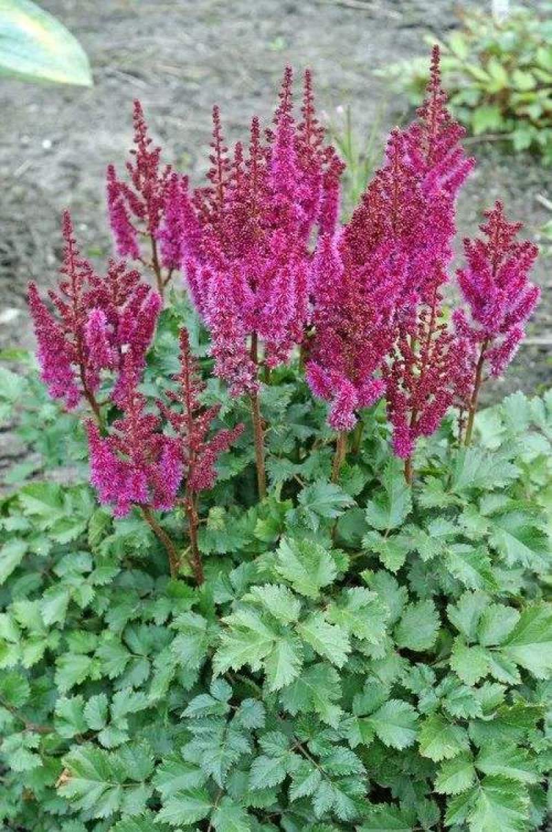 落新妇种子进口耐阴花卉多年生宿根庭院花园花境植物络新妇种