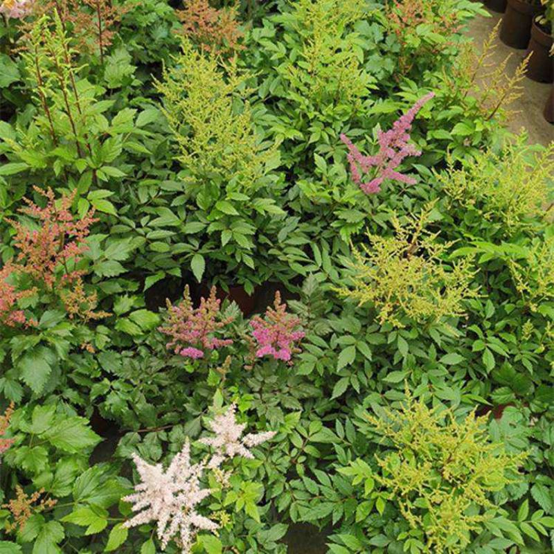 落新妇种子进口耐阴花卉多年生宿根庭院花园花境植物络新妇种