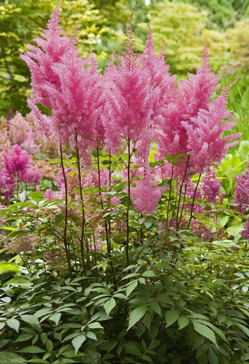 落新妇种子进口耐阴花卉多年生宿根庭院花园花境植物络新妇种