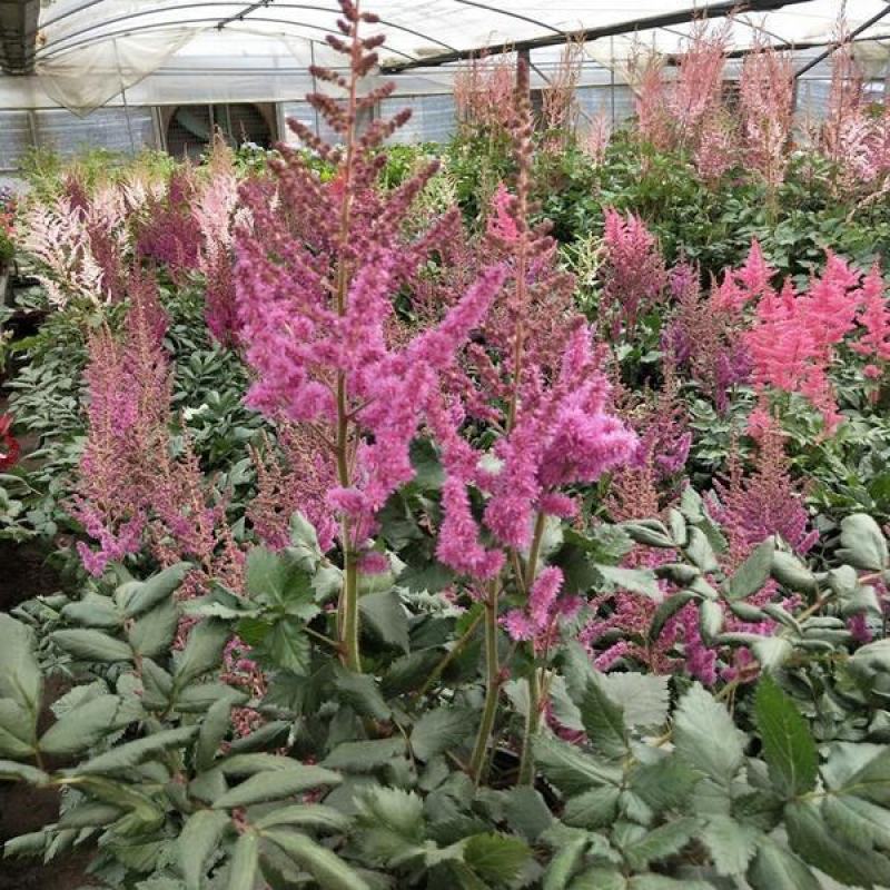 落新妇种子进口耐阴花卉多年生宿根庭院花园花境植物络新妇种