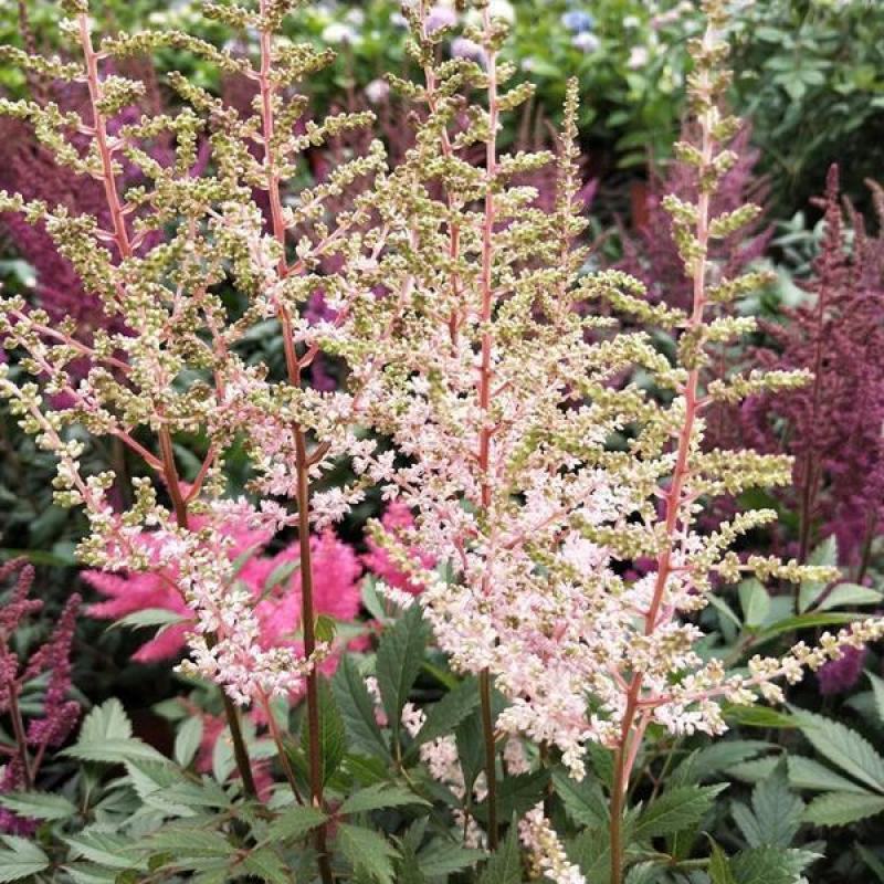 落新妇种子进口耐阴花卉多年生宿根庭院花园花境植物络新妇种