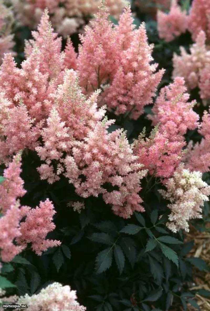 落新妇种子进口耐阴花卉多年生宿根庭院花园花境植物络新妇种