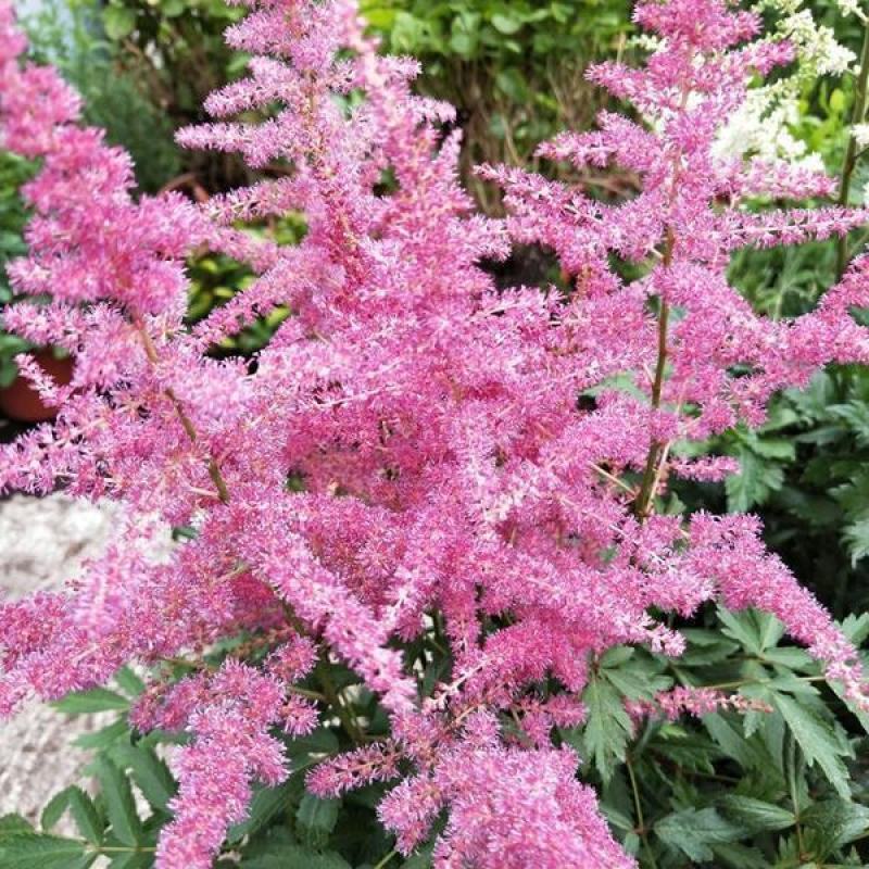 落新妇种子进口耐阴花卉多年生宿根庭院花园花境植物络新妇种