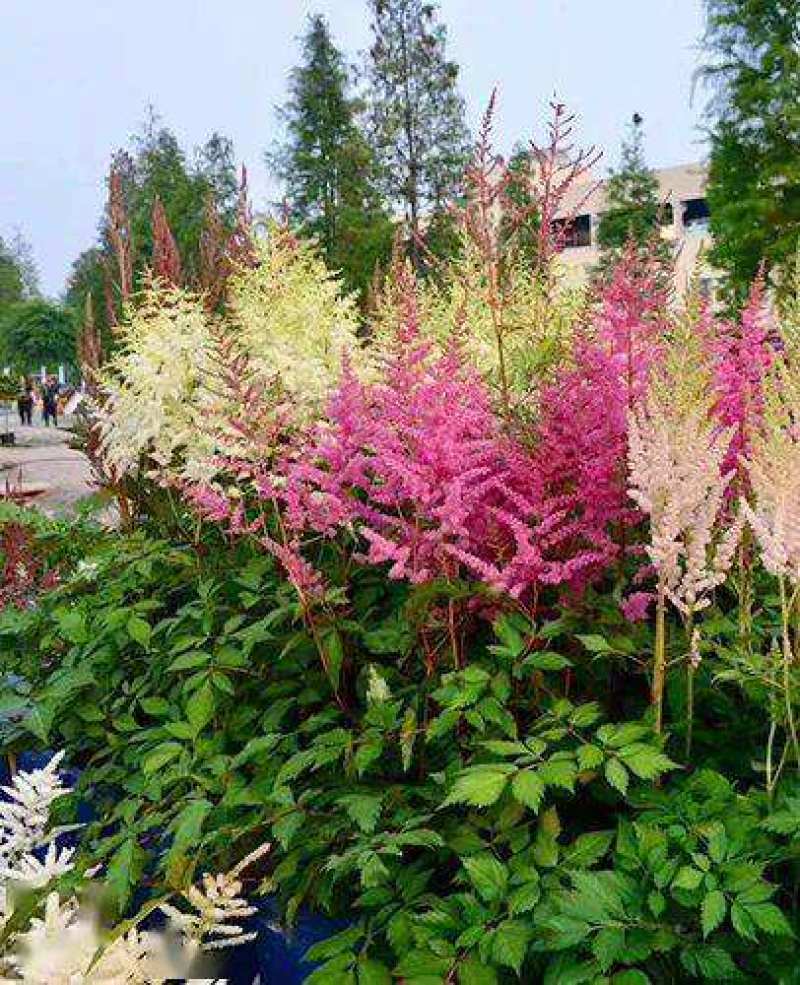 落新妇种子进口耐阴花卉多年生宿根庭院花园花境植物络新妇种