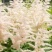 落新妇种子进口耐阴花卉多年生宿根庭院花园花境植物络新妇种