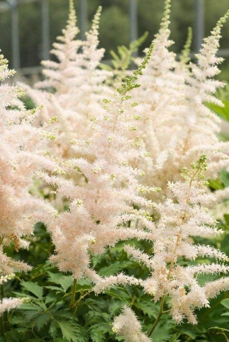落新妇种子进口耐阴花卉多年生宿根庭院花园花境植物络新妇种