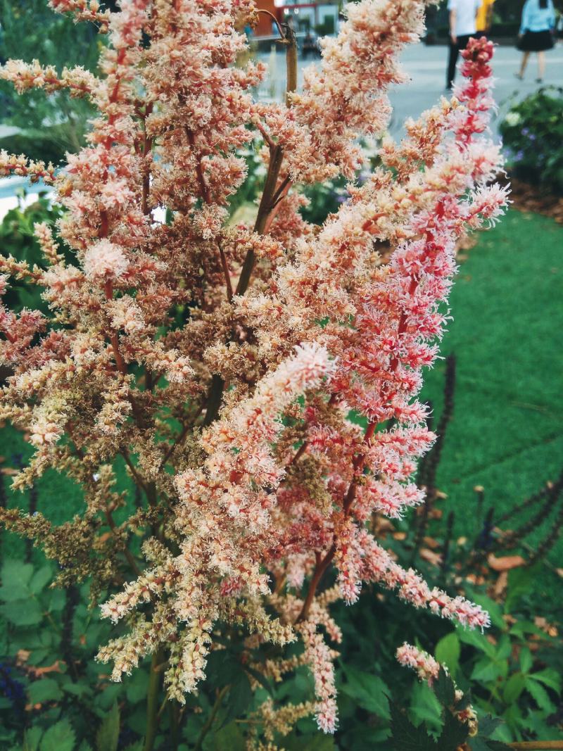 落新妇种子进口耐阴花卉多年生宿根庭院花园花境植物络新妇种