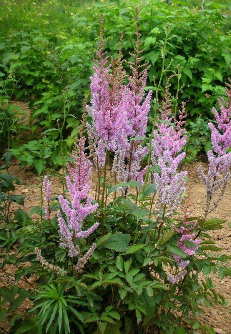 落新妇种子进口耐阴花卉多年生宿根庭院花园花境植物络新妇种