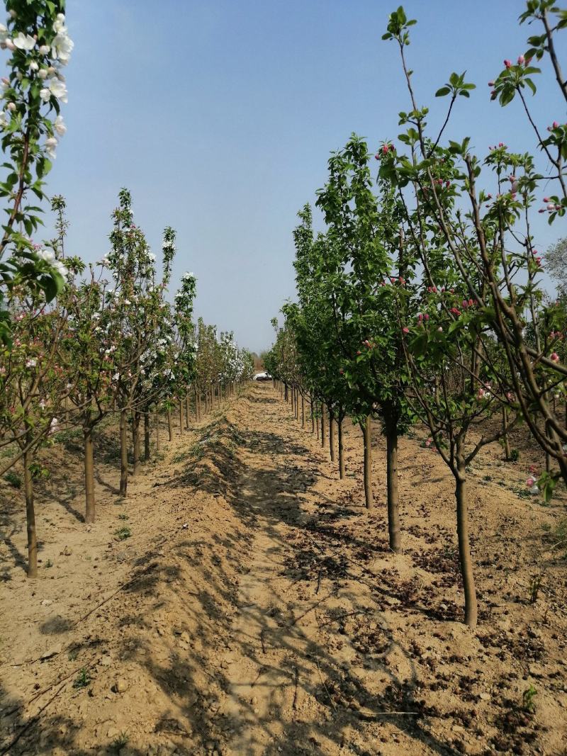 八棱海棠价格行情原产地八棱海棠树种植基地