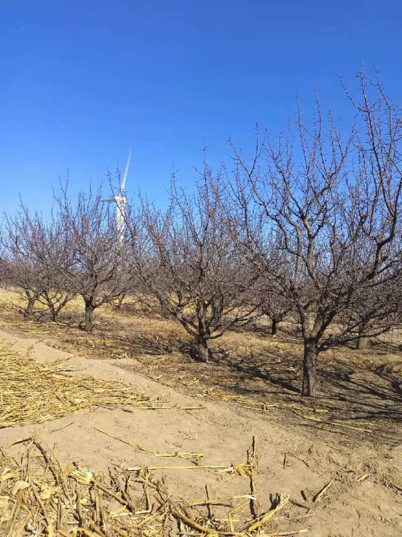 山杏地径6-80公分山杏树价格有优势