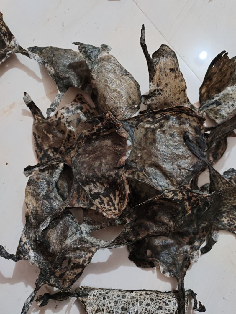 蟾皮中药材蟾衣一手货源欢迎采购下单量大从优