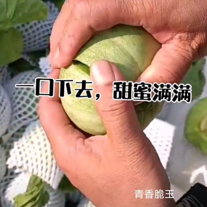 绿亨青香脆玉甜瓜种子特甜高品质杂交薄皮甜瓜种子绿宝石甜瓜