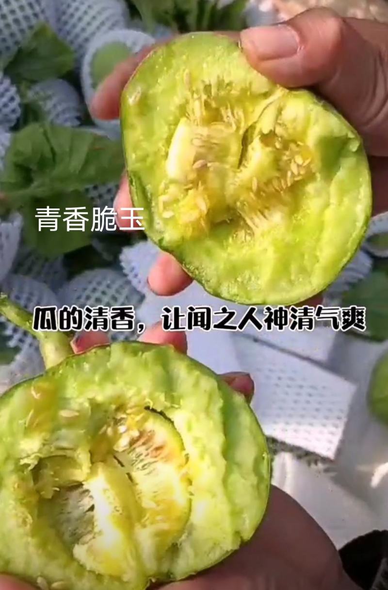 绿亨青香脆玉甜瓜种子特甜高品质杂交薄皮甜瓜种子绿宝石甜瓜