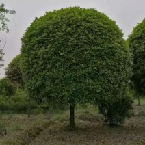 桂花树