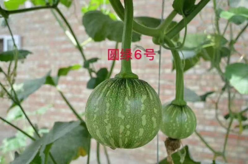 圆绿6号一串玲南瓜种子微黄心脆嫩微甜一串铃嫩南瓜种籽