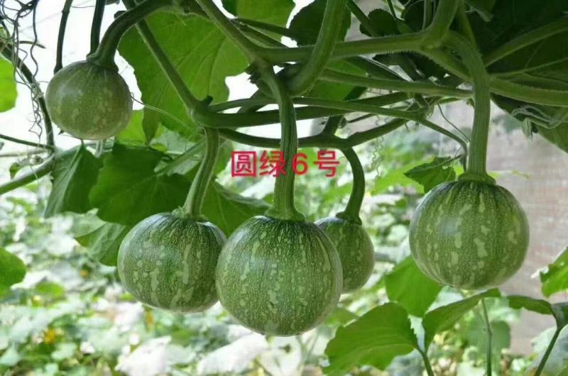 圆绿6号一串玲南瓜种子微黄心脆嫩微甜一串铃嫩南瓜种籽