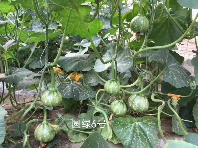 圆绿6号一串玲南瓜种子微黄心脆嫩微甜一串铃嫩南瓜种籽