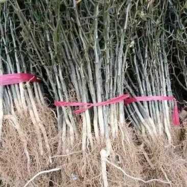 枸橘