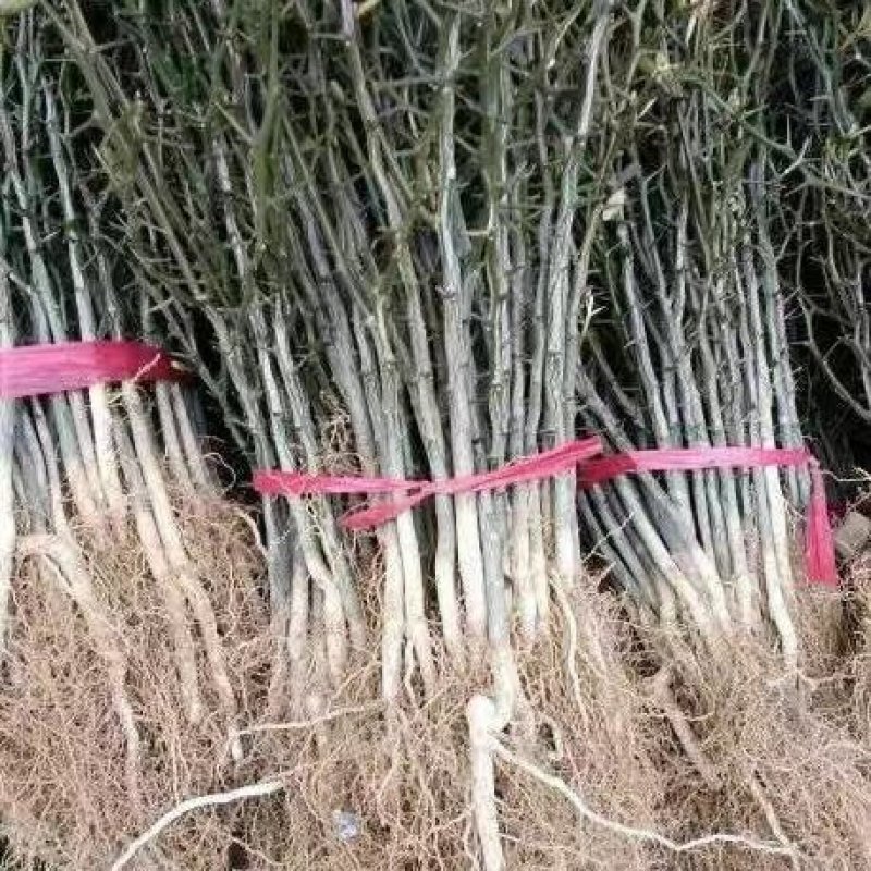 枸橘